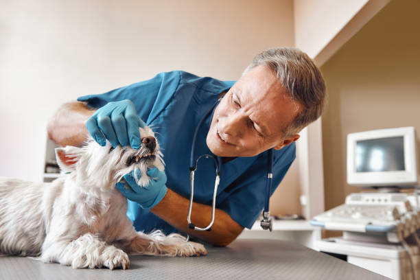 Best Broken or Cracked Tooth Emergency Dentist in Coal City, IL